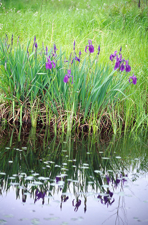 Image of rabbitear iris