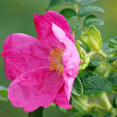 Image of japanese rose