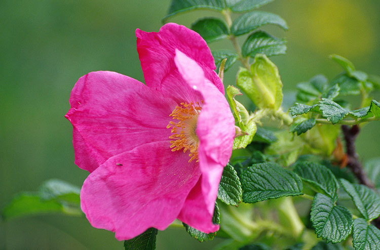 Plancia ëd Rosa rugosa Thunb.