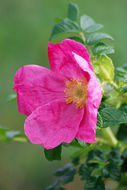 Image of japanese rose