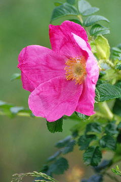 Image of japanese rose