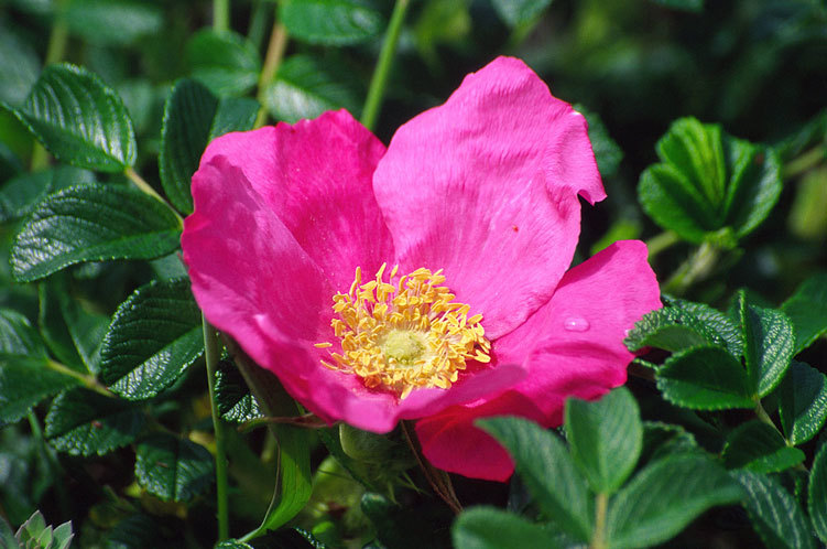 Plancia ëd Rosa rugosa Thunb.