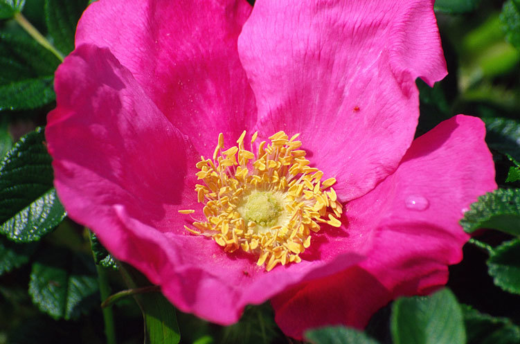 Plancia ëd Rosa rugosa Thunb.