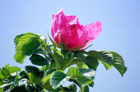 Image of japanese rose