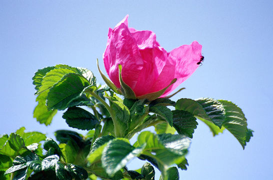 Image of japanese rose