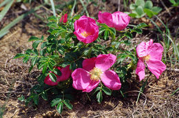 Plancia ëd Rosa rugosa Thunb.