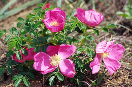 Plancia ëd Rosa rugosa Thunb.