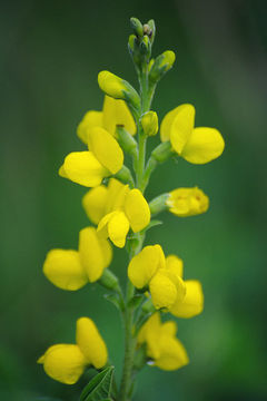 Image of Thermopsis lupinoides (L.) Link