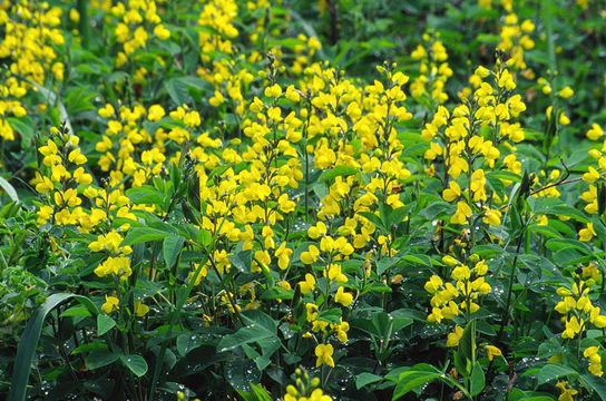 Image of Thermopsis lupinoides (L.) Link