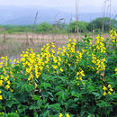 Image de Thermopsis lupinoides (L.) Link
