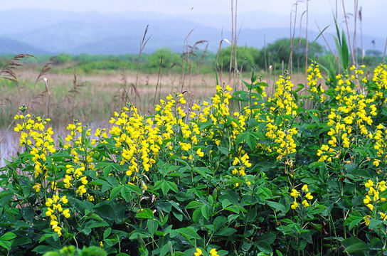 Image of Thermopsis lupinoides (L.) Link