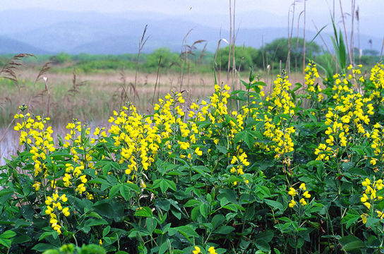 Слика од Thermopsis lupinoides (L.) Link