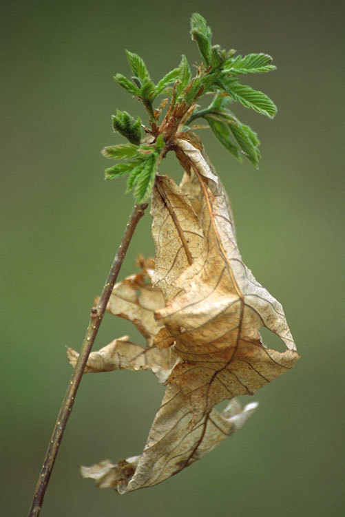 صورة Quercus mongolica Fisch. ex Ledeb.