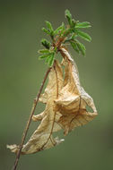 Image of Mongolian Oak