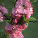 Image of flowering plum