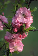 Image of flowering plum