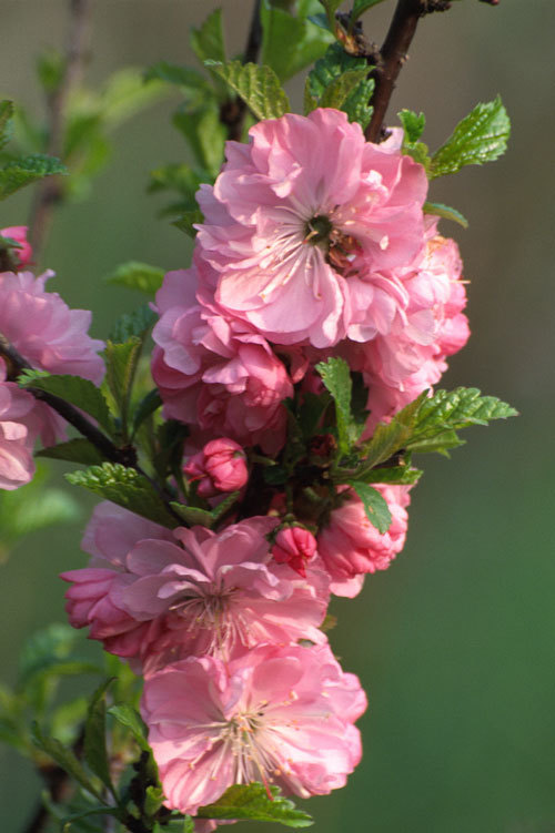 Image of flowering plum