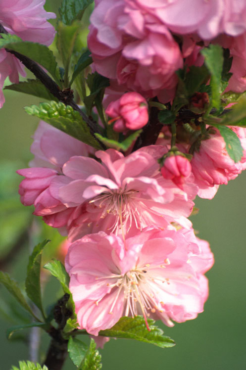 Image of flowering plum