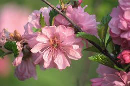 Image of flowering plum