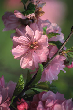 Imagem de Prunus triloba Lindl.