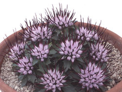 Image of Tufted Horned Rampion