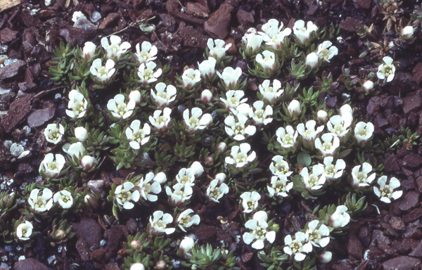 Image of flowering pixiemoss