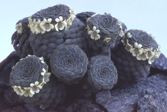Image of <i>Viola dasyphylla</i> W. Becker