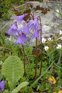 Image of Alpine snowbell