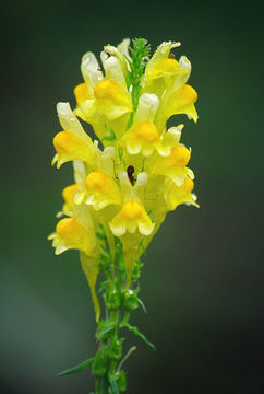 Plancia ëd Linaria vulgaris Mill.