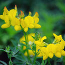 Imagem de Lotus corniculatus L.