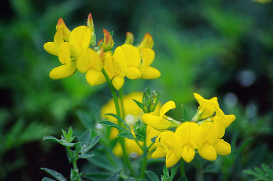 Image of Common Bird's-foot-trefoil