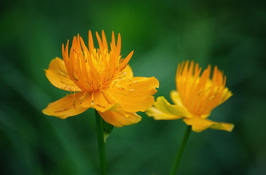 Image of Trollius chinensis Bunge