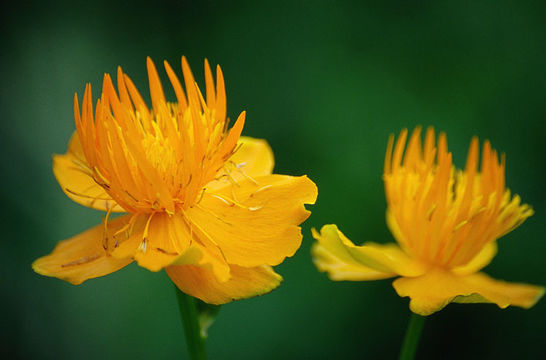 Image of Trollius chinensis Bunge