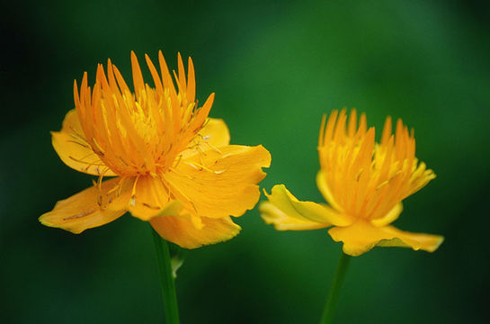 Image of Trollius chinensis Bunge