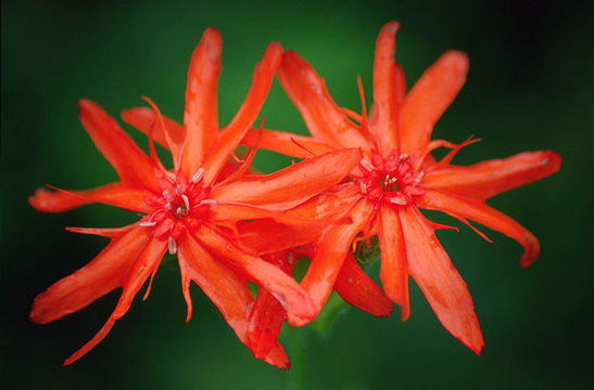 Слика од <i>Lychnis fulgens</i>