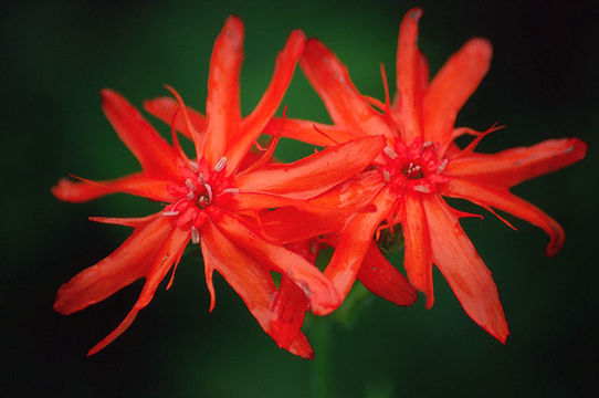 Слика од <i>Lychnis fulgens</i>