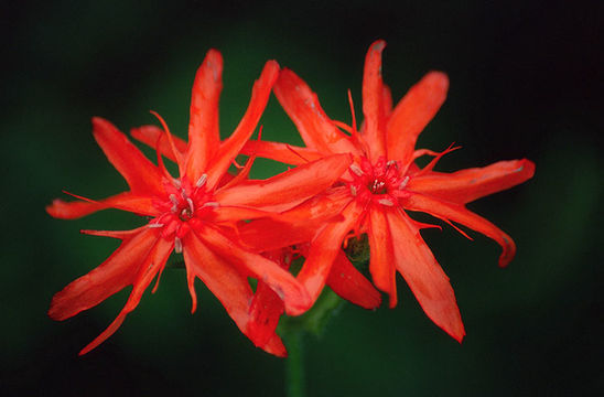 Слика од <i>Lychnis fulgens</i>