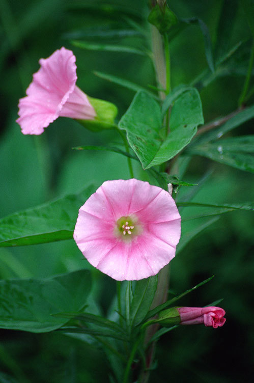 Image of Hedge Bindweed