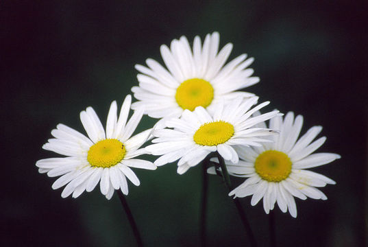 Plancia ëd Leucanthemum vulgare Lam.