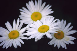 Image of Oxeye Daisy