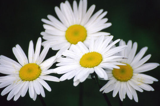 Слика од Leucanthemum vulgare Lam.