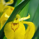 Image of yellow flag, yellow iris