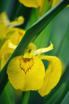 Image of yellow flag, yellow iris