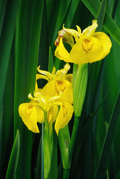 Imagem de Iris pseudacorus L.