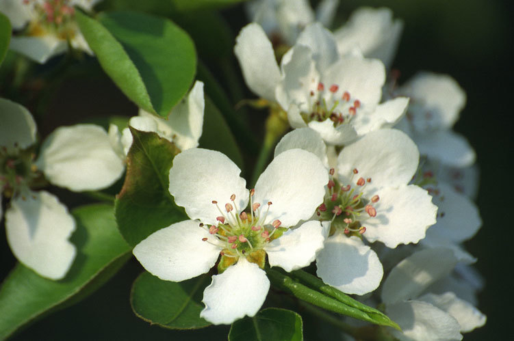 Imagem de Pyrus ussuriensis Maxim.