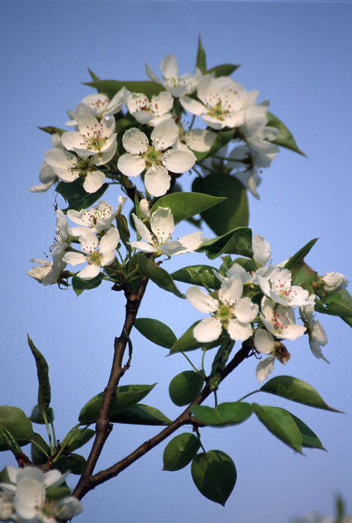 Imagem de Pyrus ussuriensis Maxim.