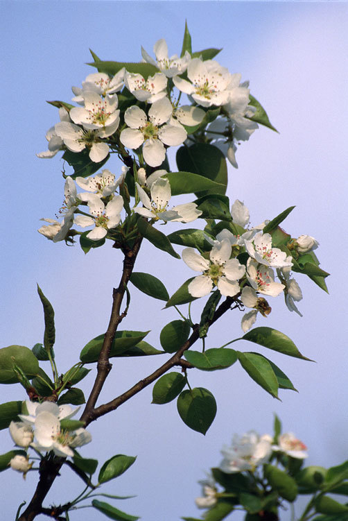 Plancia ëd Pyrus ussuriensis Maxim.