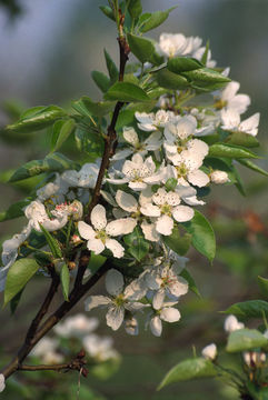 Image of Chinese pear