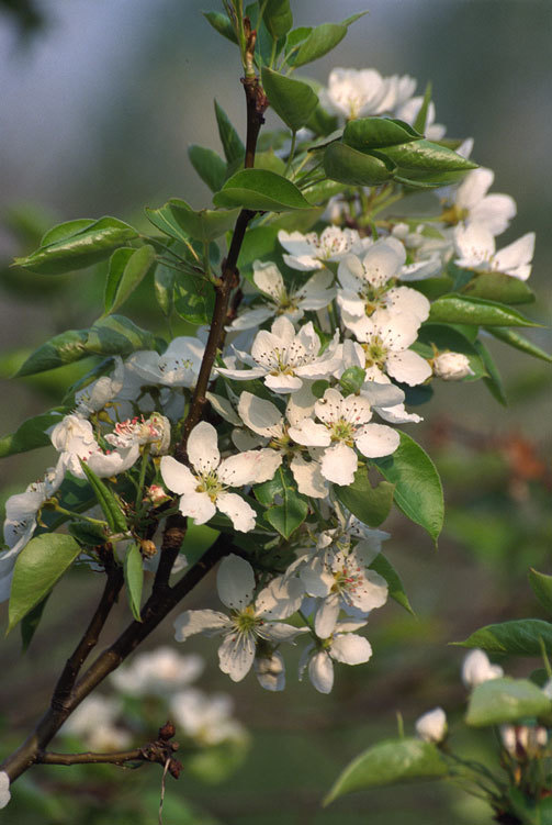 Plancia ëd Pyrus ussuriensis Maxim.