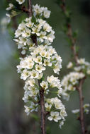 Image of Chinese plum